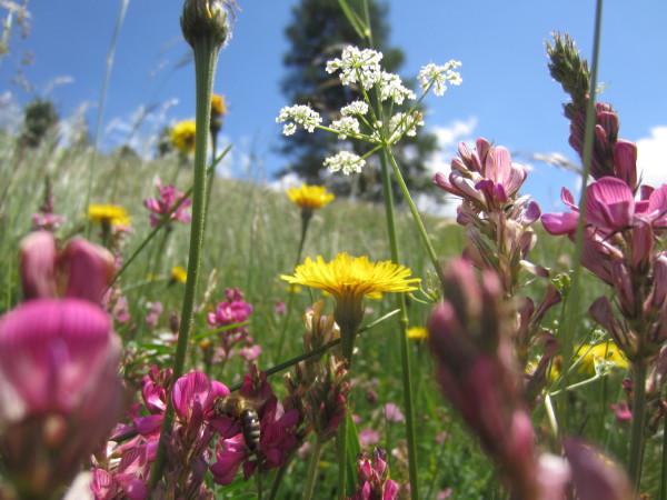 Naturheilverfahren